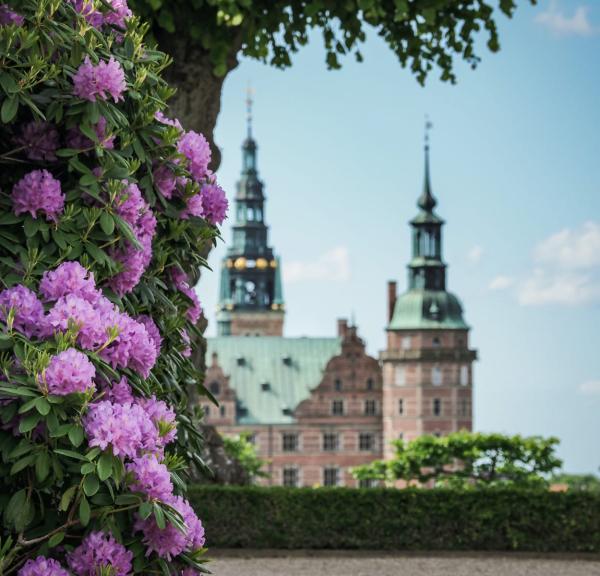 Frederiksborg Slot med smukke lilla rododendron 