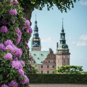 Frederiksborg Slot med smukke lilla rododendron 