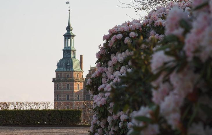 Rododendron blomstrer ved Frederiksborg Slot i Hillerød