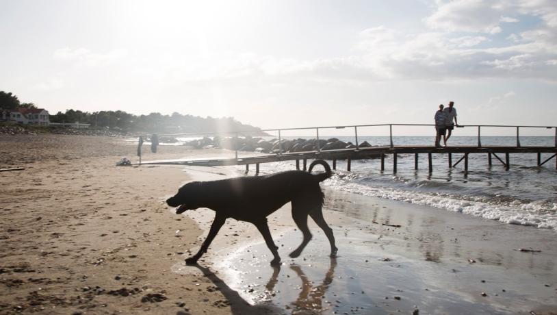 Hund på Nordsjællandsk strand