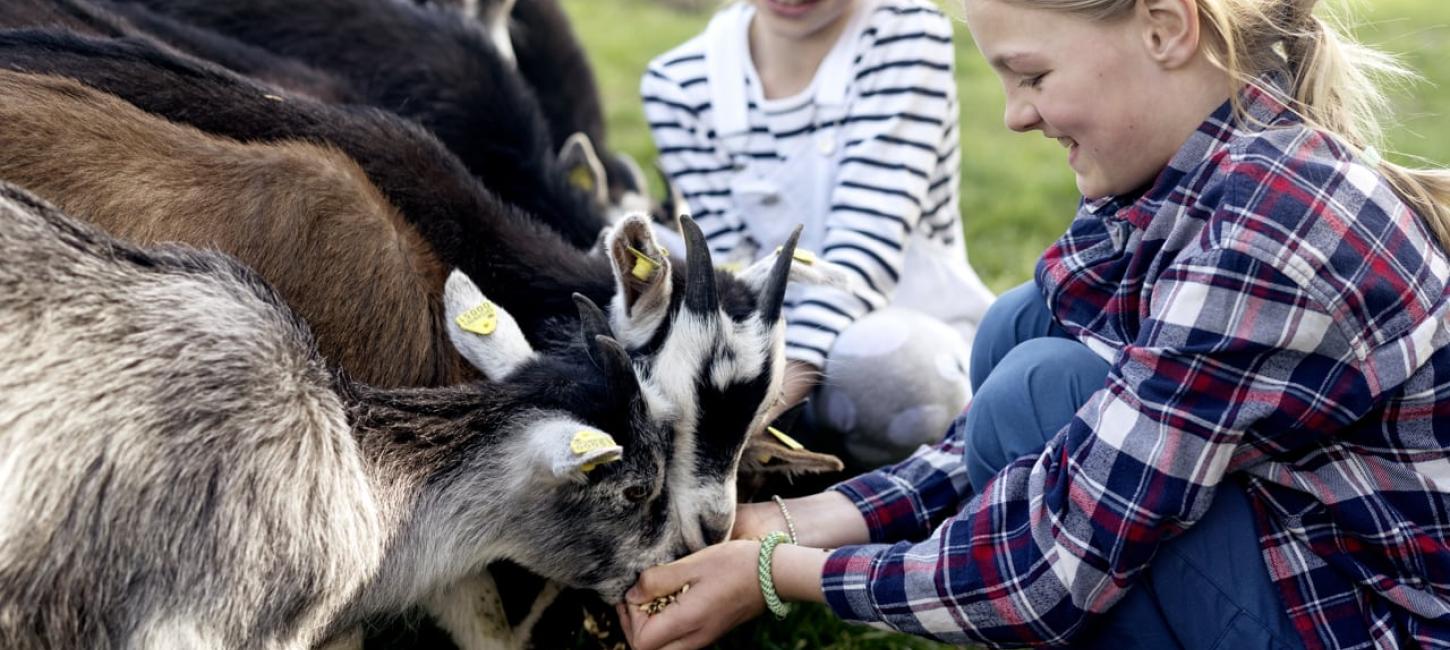 Tothaven Besøgsbondegaard Hundested