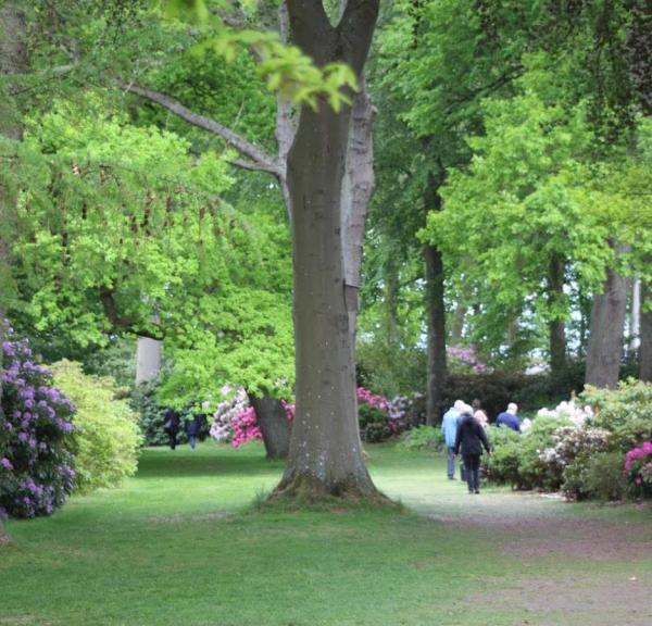 Rhododendron haven ved Nivaagaard Malerisamling