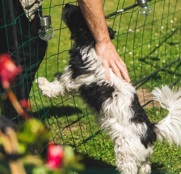 Ferien mit Hund auf Fredensborg Camping