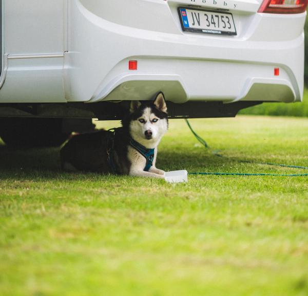 Ferien mit Hund in Nordseeland