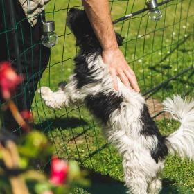 Ferien mit Hund auf Fredensborg Camping