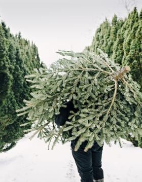 Fældning af juletræ