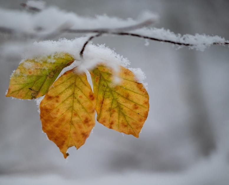 Vinter blad med sne